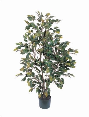 Ficus Silk Tree 4 ft