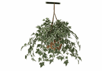 Holland Ivy Hanging Basket Silk Plant