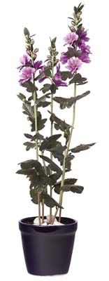 Mallow Silk Plant w/Blue pot