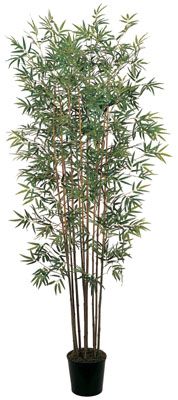 Mini Bamboo Silk Tree 6'