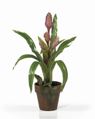 Potted Sword Bromeliad - Click to enlarge