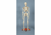 RICHESON Skeleton FULL SIZE 5' 6"