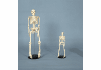 RICHESON Skeleton MEDIUM SIZE 33-1/2"