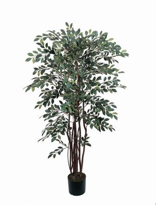 Ruscus Silk Tree 4 ft