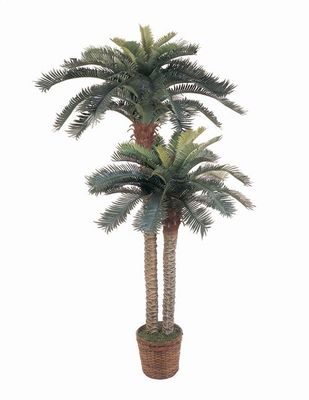 Sago Palm Tree Double Poted 6' & 4'