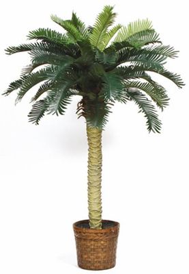 Sago Silk Palm Tree 4'