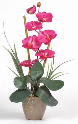 Single Stem Phalaenopsis Silk Orchid Plant - Click to enlarge