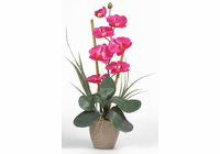Single Stem Phalaenopsis Silk Orchid Plant