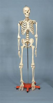RICHESON Skeleton FULL SIZE 5' 6"