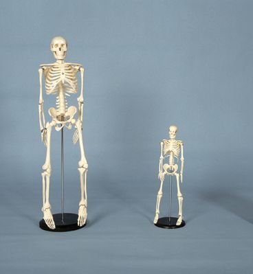 RICHESON Skeleton MEDIUM SIZE 33-1/2"