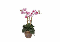 Triple Mini Phalenopsis Silk Orchid Plant