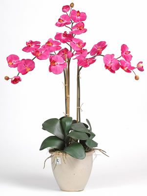 Triple Stem Phalaenopsis Silk Orchid Plant - Beauty - Click to enlarge