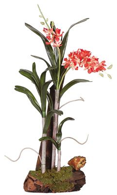 Wild Orchid w/Root Base