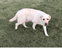 Daisey