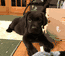 Dozer 8.5 Weeks