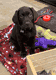 Hogan 11 Weeks
