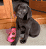 Hogan 10 Weeks
