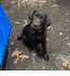 Hogan 14 Weeks
