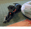 Dozer 14 Weeks