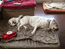 Pup- (Chrissy & Bert) Adult- (Jenny & Josh) 