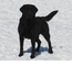 Pepper in the Snow