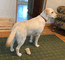Mazie 