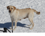 Bailey Winter 2019