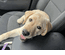 Car Ride!