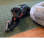 Dozer 14 Weeks