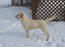 Polar