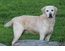 Shogun @ 9 Years old!