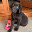 Hogan 10 Weeks