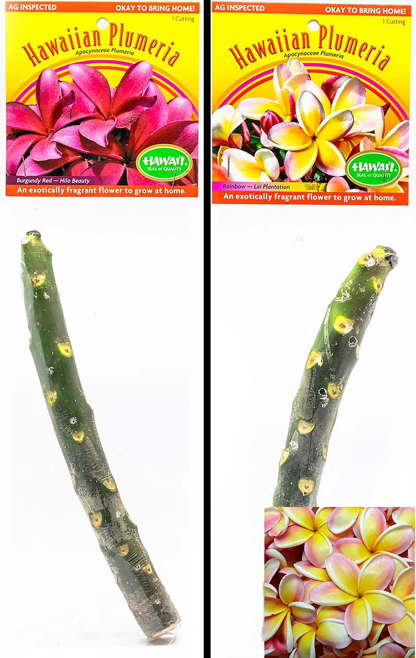 Great Gift Ideas From Hawaii & Gift Certificates