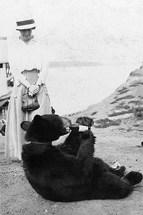 Bear & Bottle Yukon River Alaska 1900 Photo Print