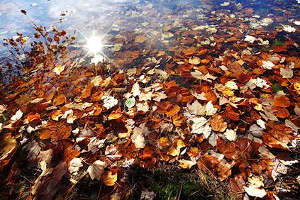 Colorful Autumn Leaves Photo Print