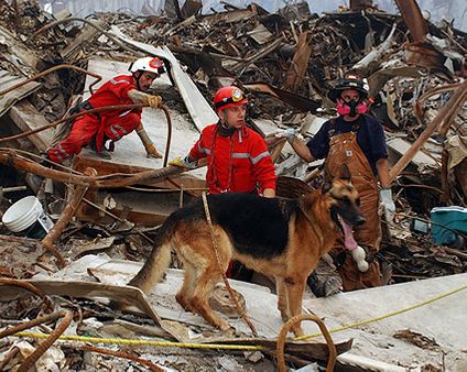 French Urban Search and Rescue 9/11 Photo Print