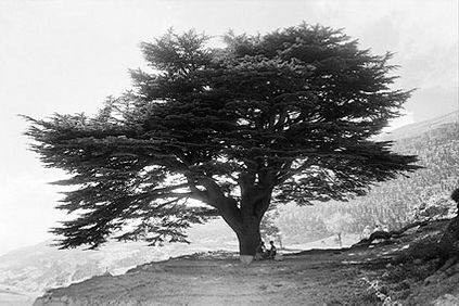 Mount Mar Sarkis & Cedar Tree Ehdin Lebanon Photo Print
