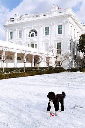 Obama Family Dog Bo in Rose Garden Snow Photo Print