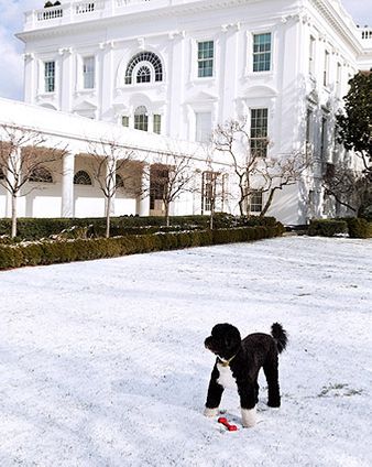 Obama Family Dog Bo in Rose Garden Snow Photo Print