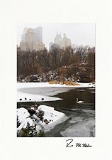 Personalized Central Park Swan on Frozen Lake Holiday Cards