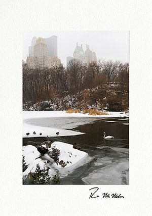 Personalized Central Park Swan on Frozen Lake Holiday Cards