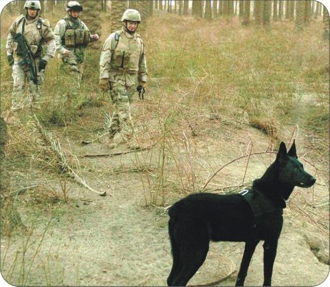 Army Working Dog on Duty in Iraq Mouse Pad