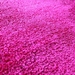 U.S. Coast Guard 5X8 Plush Rug
