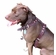 2 Ply Leather Dog Harness With Studs