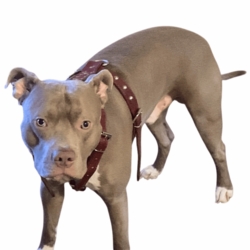 2 Ply Leather Dog Harness With Studs