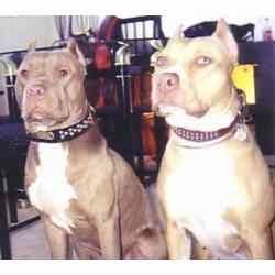 AlleyGator and Allegra