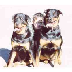 Bruzer, Major & Pal