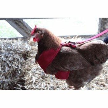 Chicken Harness
