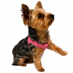 Choke Free Dog Harnesses, Leather or Nylon