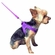 Choke Free Nylon Dog Harness